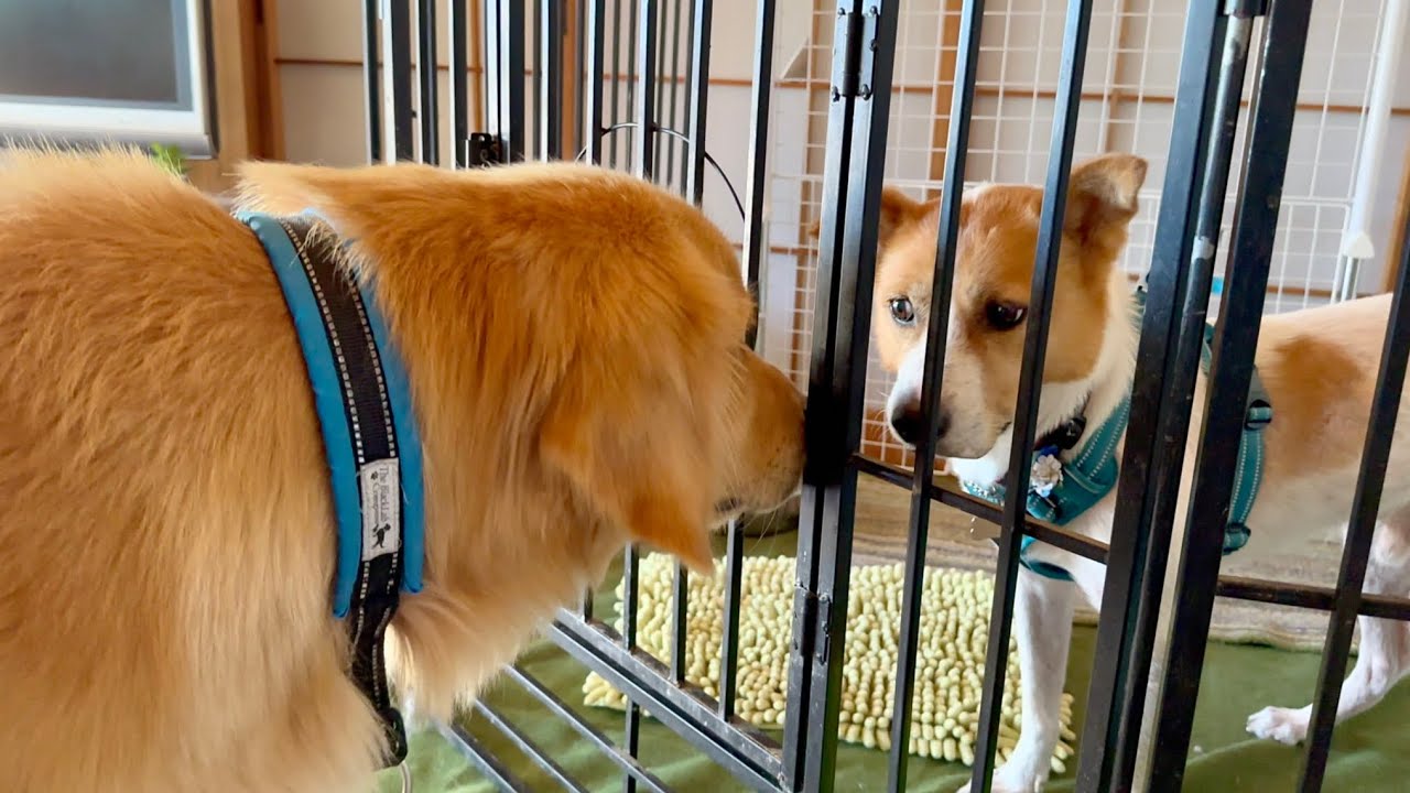 飼い主を亡くした雑種犬(8歳)を保護しました