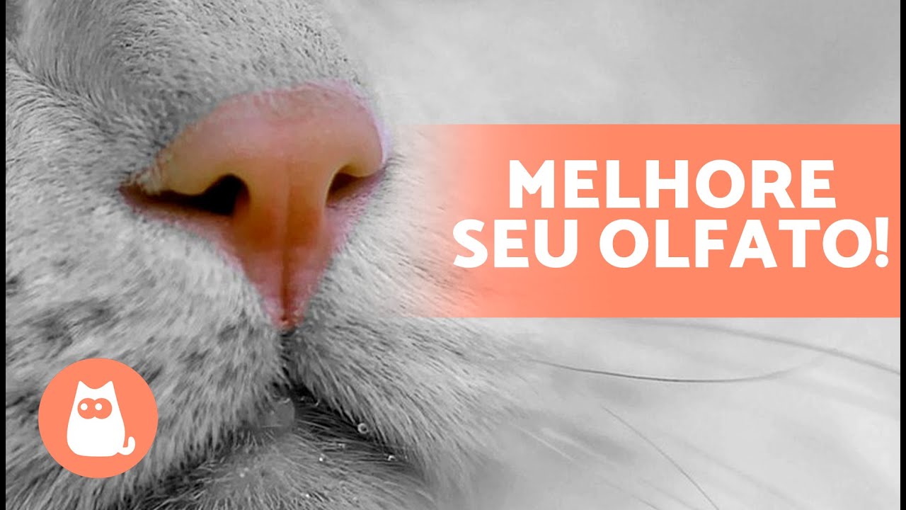 5 MANEIRAS de ESTIMULAR o OLFATO de um GATO 🐱 (Enriquecimento Ambiental e Estimula&ccedil;&atilde;o Olfativa)
