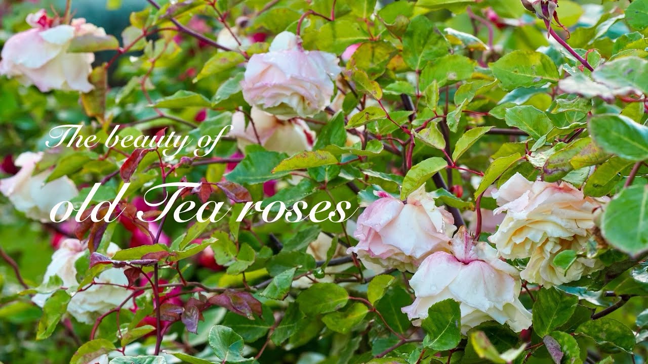 The beauty of old Tea roses