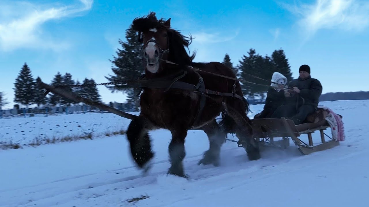 СІЛЬСЬКІ РОЗВАГИ,КОЛИ НЕМАЄ СВІТЛА/ІГІ ПРЕКРАСНИЙ ЖЕРЕБЕЦЬ ❤️