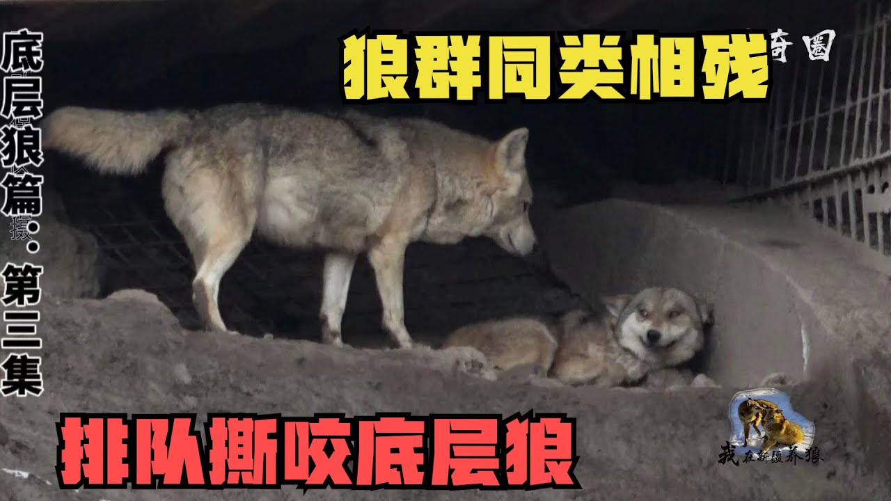 沦为底层狼有多惨？大群狼排队撕咬，偷开小灶被发现狼群同类相残
