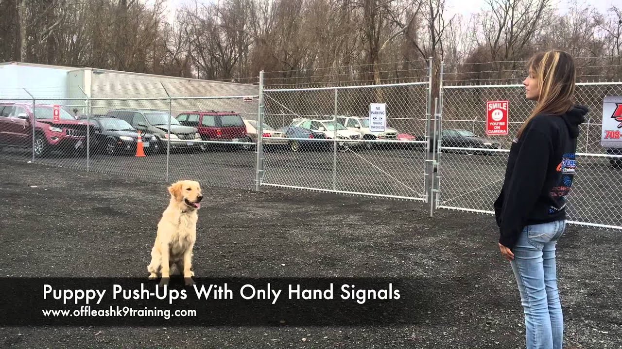 1-Year Old Golden Retriever, Herbie!  Trained Golden Retrievers Virginia | Dog Trainers