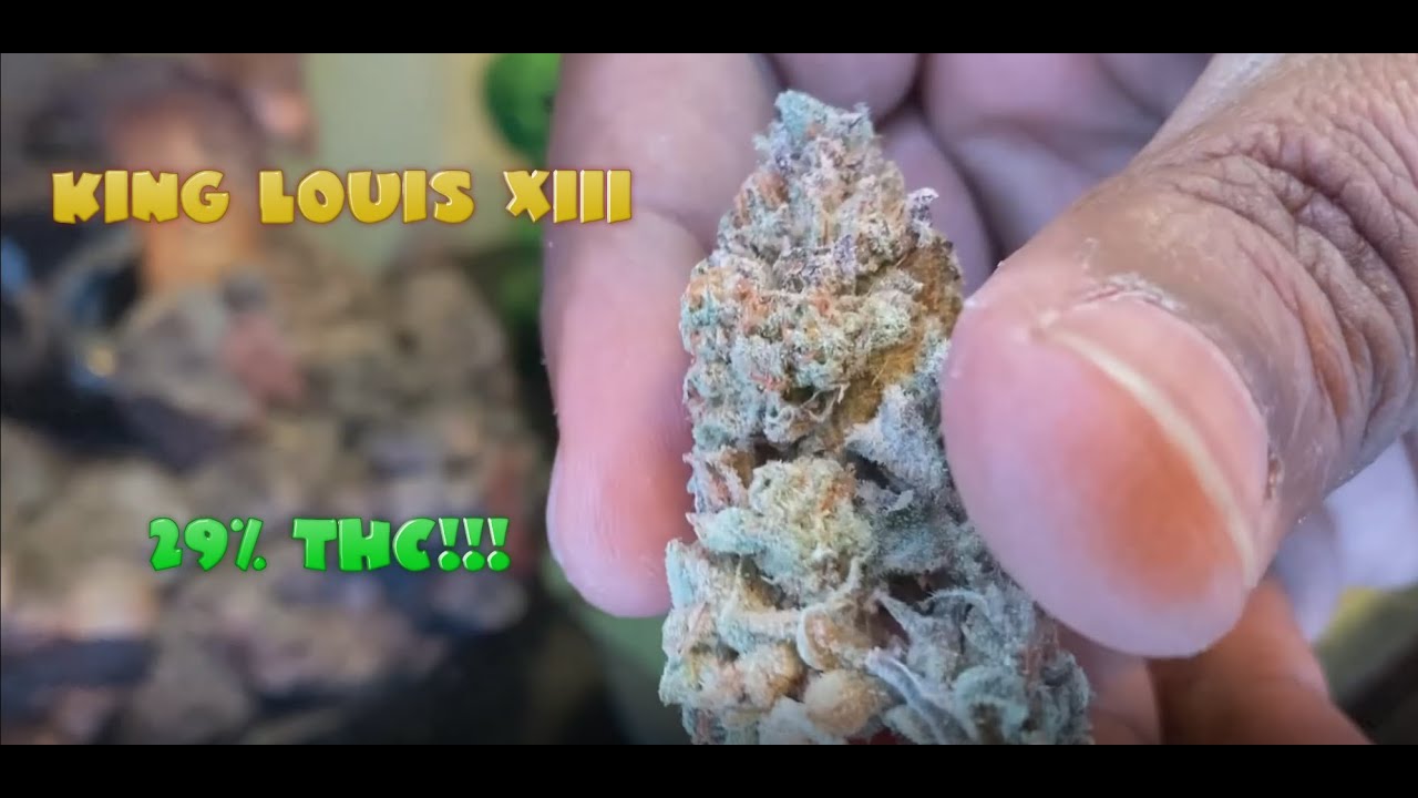 Weed Smoking Session #10 - King Louis XIII