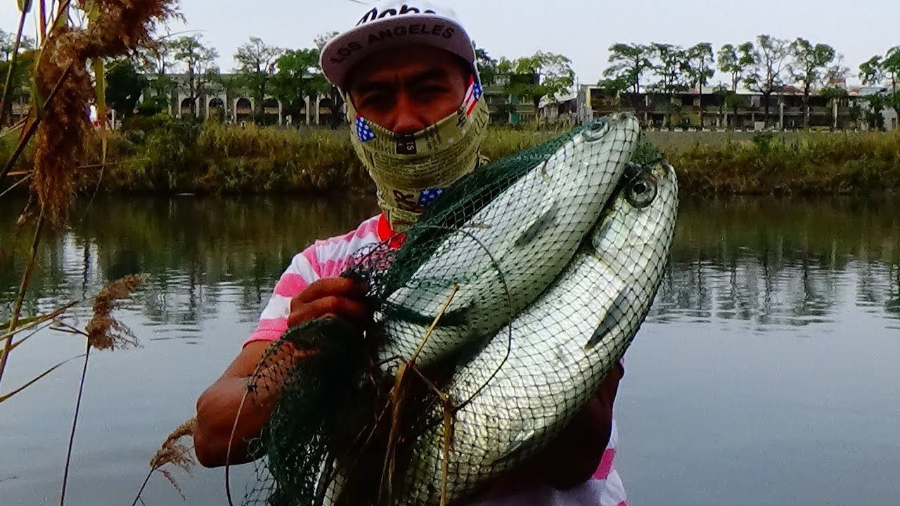Umpan Jitu Mancing Ikan Bandeng liar - Mancing Mania