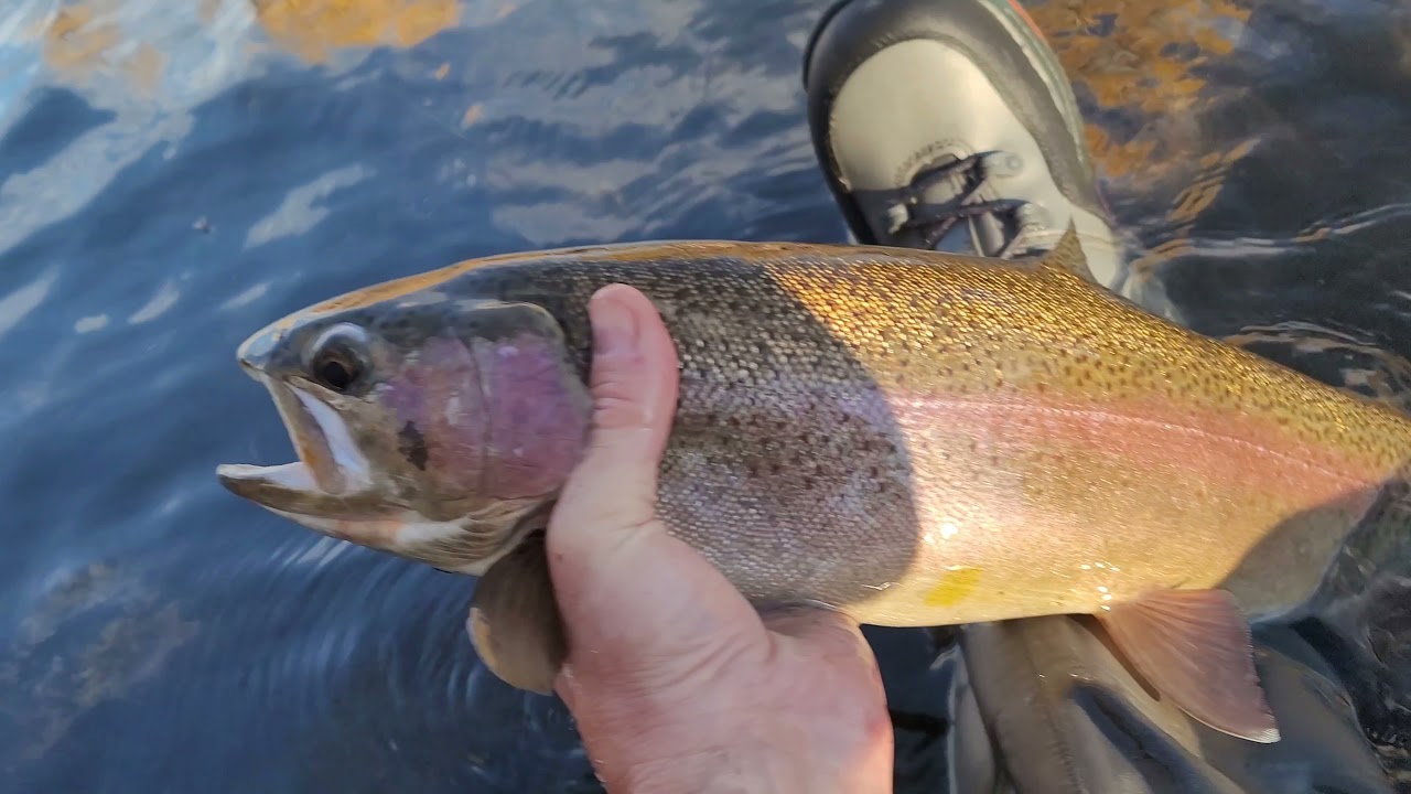 Rainow Trout, 22 in, Small Stream in Wyoming, Fall 2021