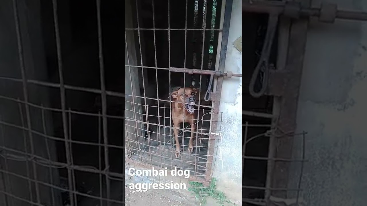 Combai dog aggression