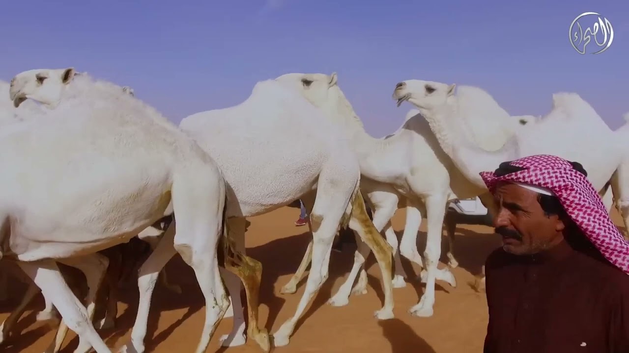 منقية الشرهات | مالك الإبل / فهد بن فريج راشد الدوسري - مهرجان الملك عبدالعزيز للإبل6