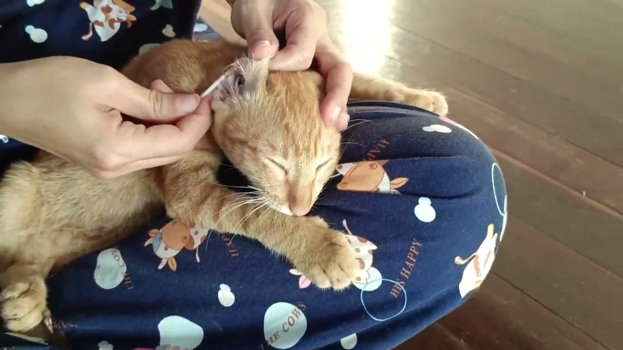 Cat Ears Cleaning Outdoor kittens | Meow Family