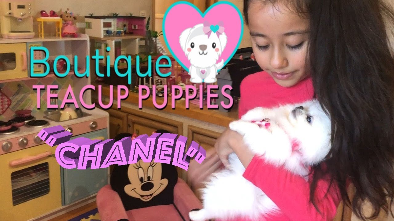 CHANEL-Mi nueva Pomerania Boo
