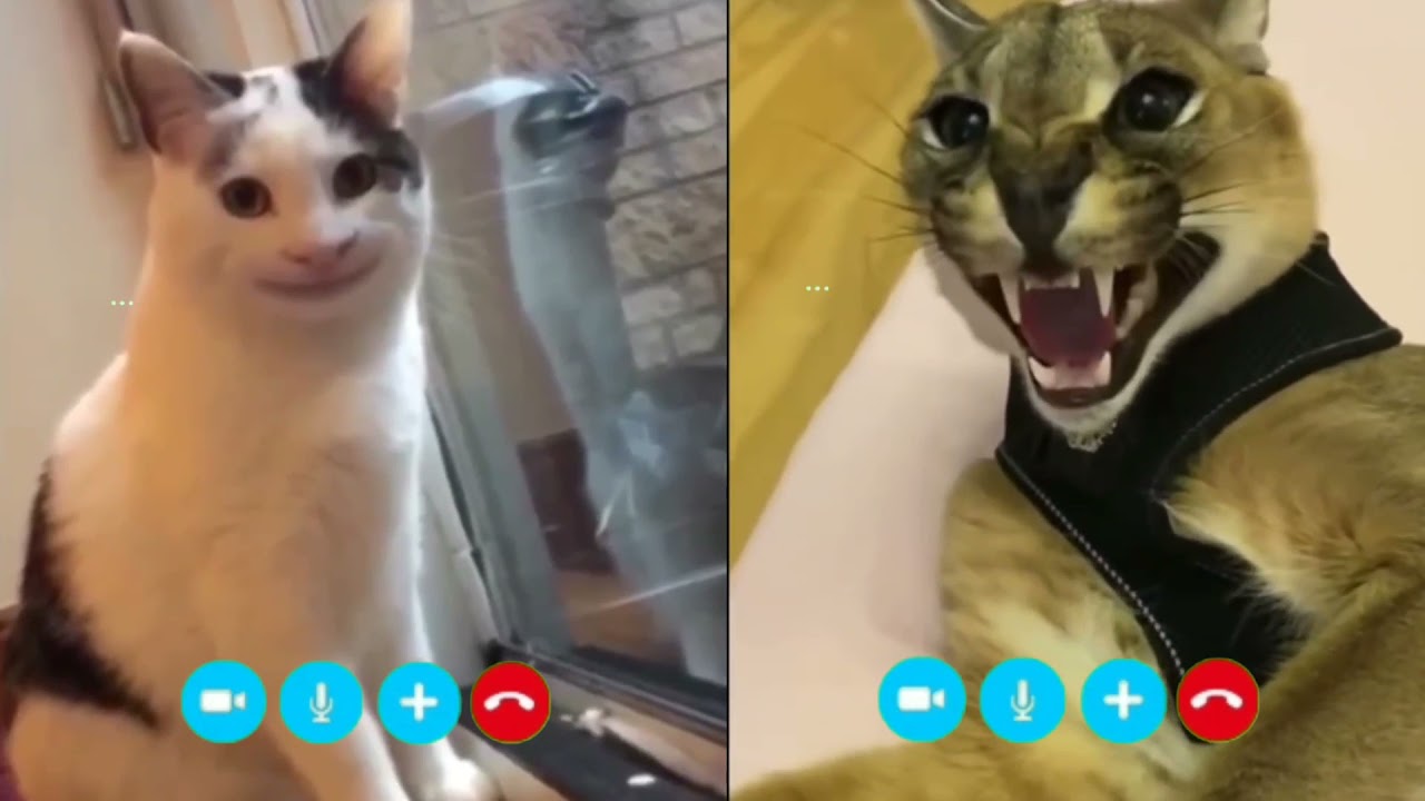 Beluga And Hecker Video Calling