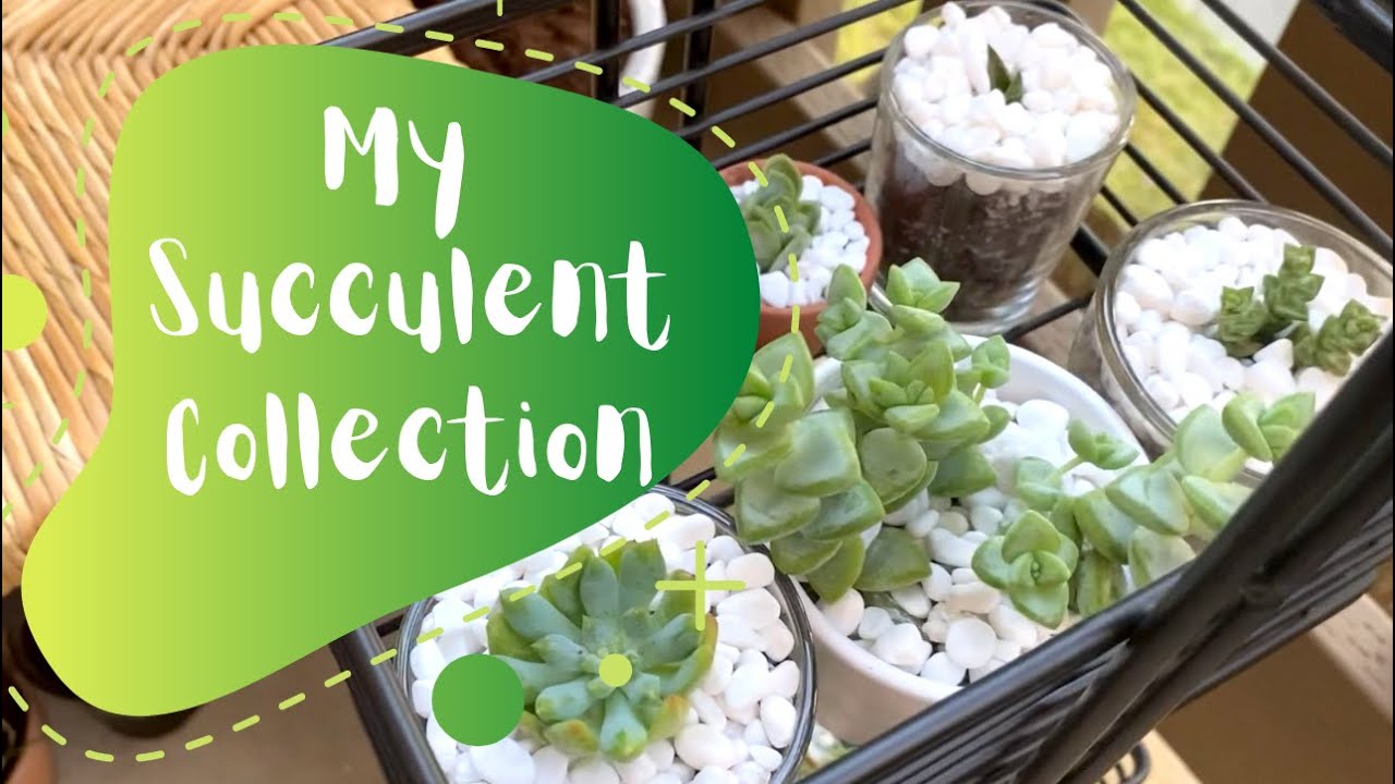 REPOTTING SUCCULENTS | SUCCULENT COLLECTION | IT'S ME SORAYA
