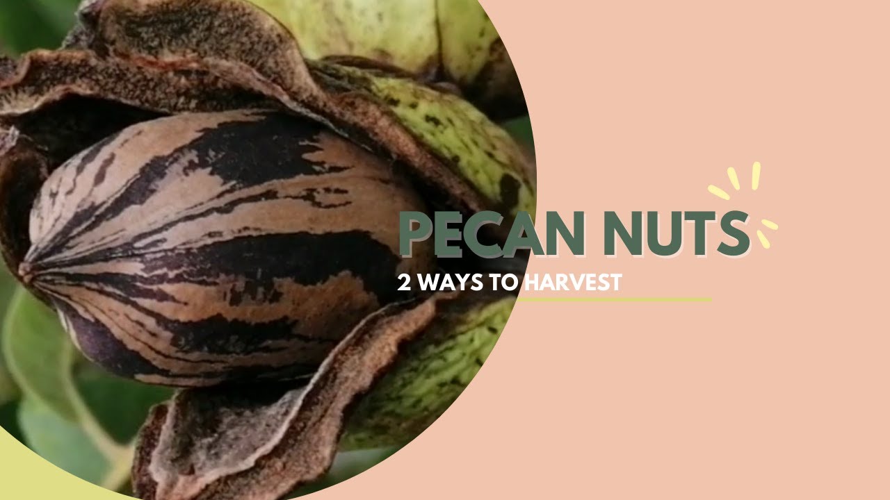 How we harvest pecan nuts