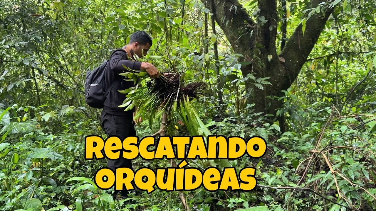 ¡No podía dejarlas morir! 😱 RESCATE de Orquídeas en la carretera