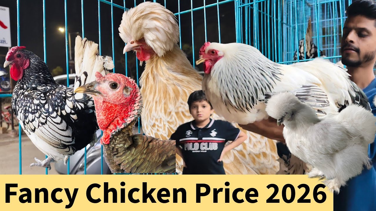 Fancy Chicken Price in India | Polish cap, Turkey, Silky, Bantam Chicken | Al Sugra Pet Shop