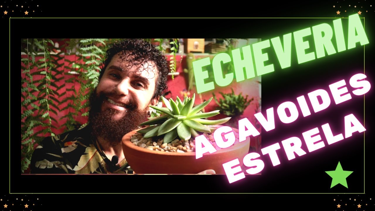 Dicas de TODOS OS CUIDADOS com a LINDA ECHEVERIA AGAVOIDES ESTRELA | Não perderá mais esta suculenta