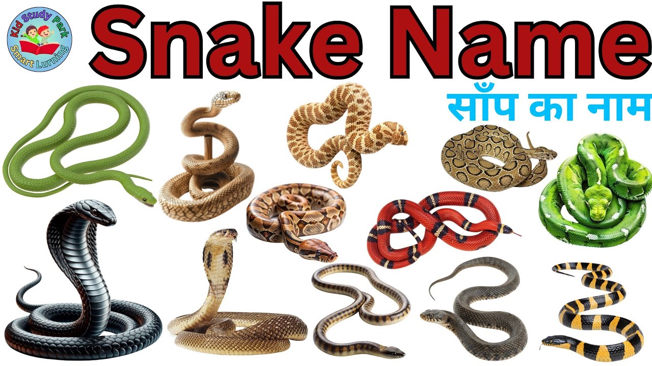 Sampon ke naam Saamp Saamp | सांपों के नाम हिन्दी और अंग्रेजी में | saamp wala 