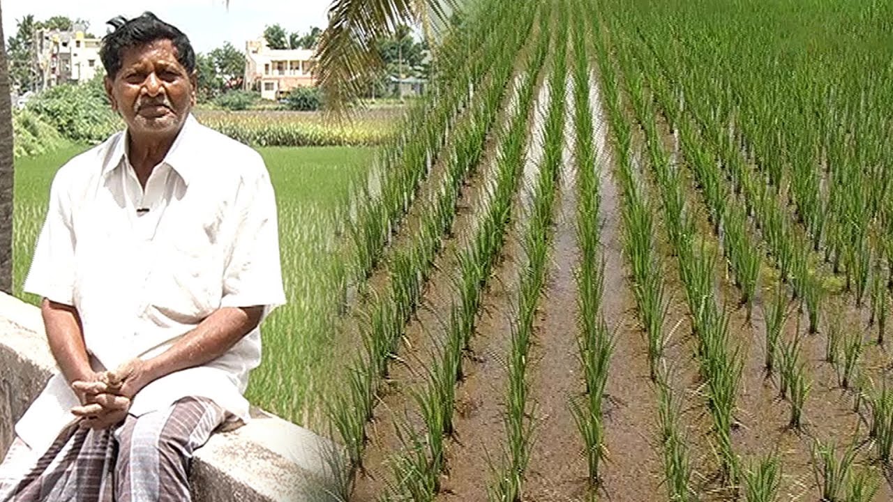 நெல் சாகுபடியிலும் நல்ல லாபம் பெறலாம்...| வளர்சோலை | மலரும் பூமி 26/09/19