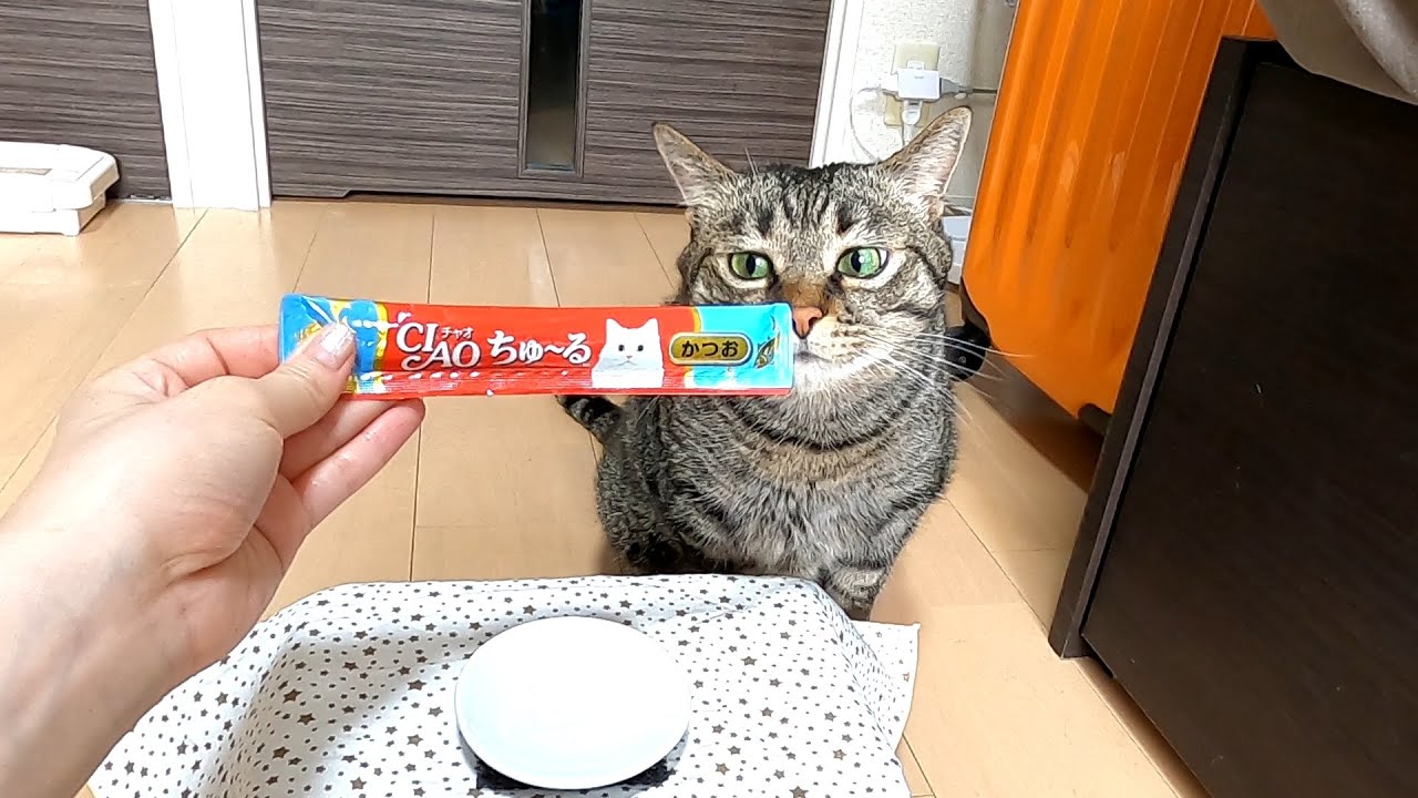 チュールを食べない猫がチュールのおいしさに初めて気付く瞬間【CIAO ちゅ～る】