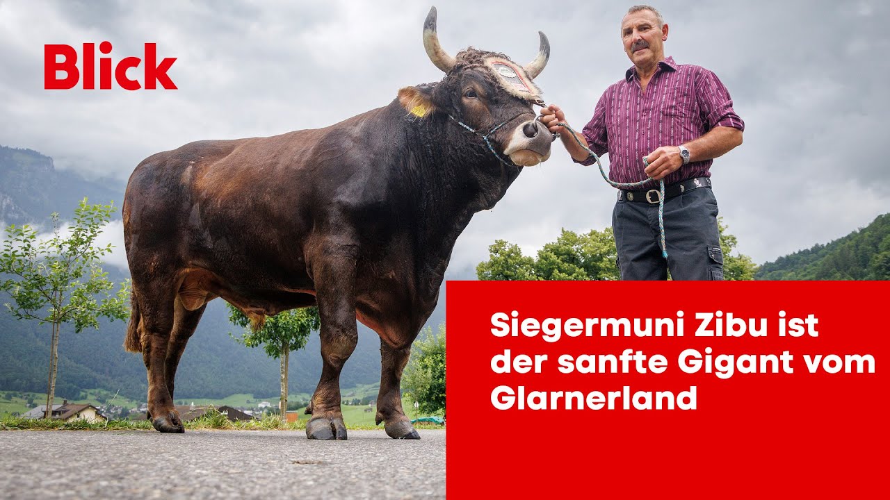 ESAF Siegermuni Zibu ist der sanfte Gigant vom Glarnerland