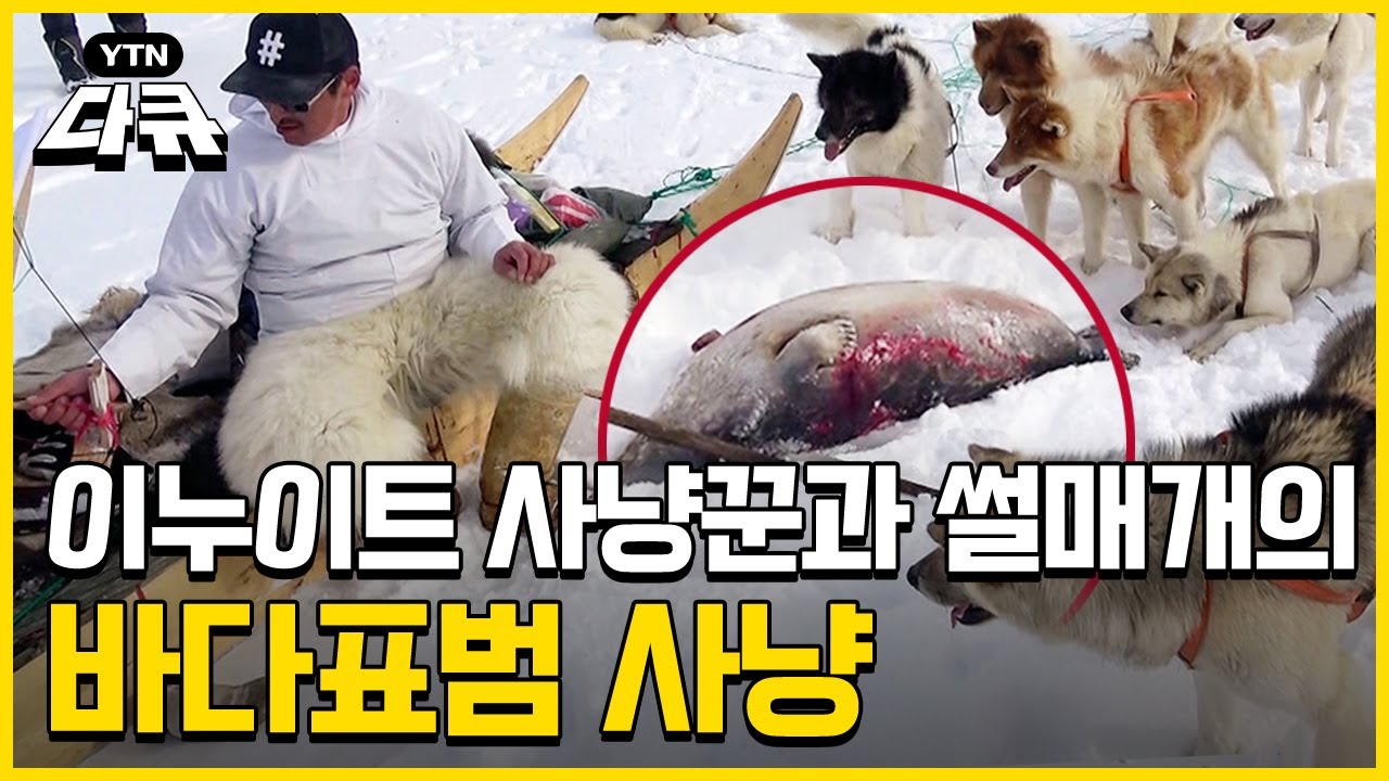 이누이트 사냥꾼과 썰매개의 바다표범 사냥｜이누이트 족의 식생활 [특별기획, 북극] / #YTN다큐