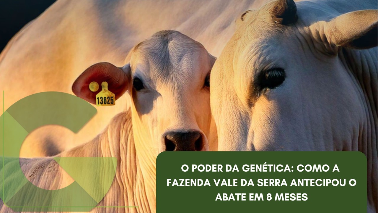 O PODER DA GENÉTICA: COMO A FAZENDA VALE DA SERRA ANTECIPOU O ABATE EM 8 MESES
