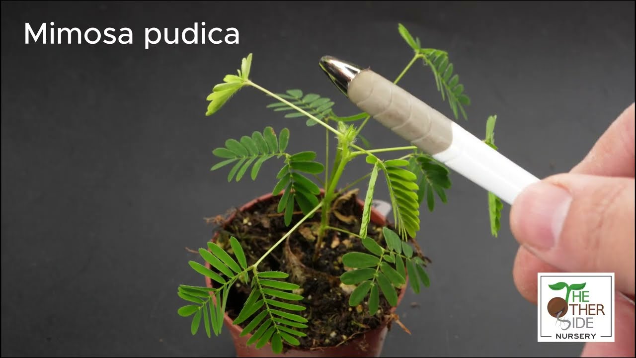 Mimosa pudica reaction