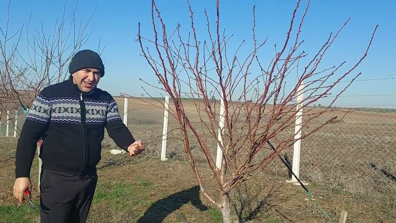 BADEM BUDAMA