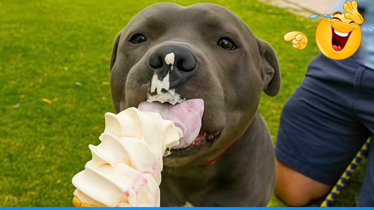 Smarty Funny Animals Video Compilation 😹🐶 The Funniest Cat & Dog Moments Compilation 😹