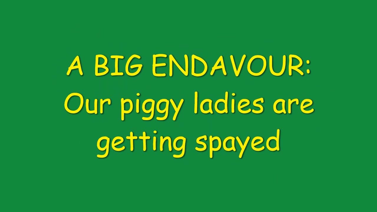 Piggy Surgery 2026