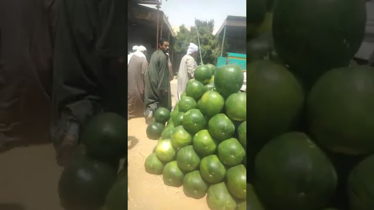 اسعار البطيخ اليوم  #سوق 6 للجملة * مزاد البطيخ * شادر البطيخ