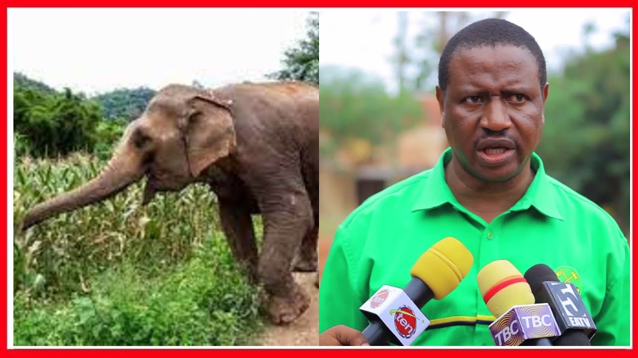 UVAMIZI wa TEMBO MKINGA WAZUA BALAA, WANANCHI WALIA NJAA MAZAO YAHARIBIWA...