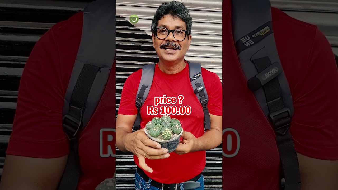 Best Place To Buy Astrophytum Cactus😊Galiff Street Plant Market 