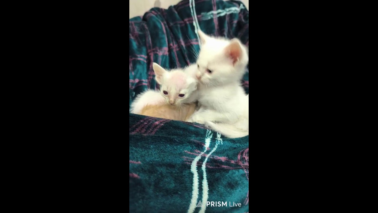 Wild kittens to sleepy angels 💤 🤍