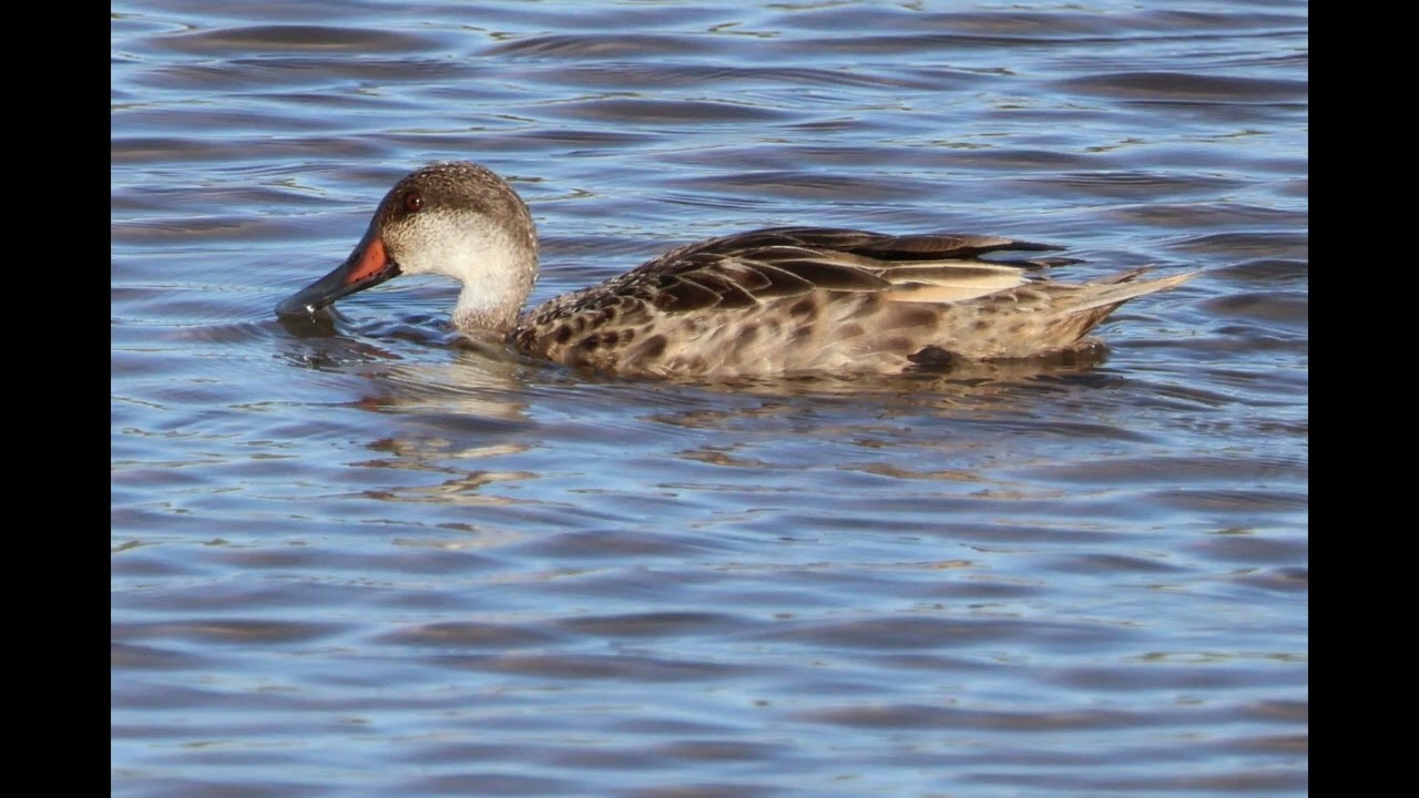 WHITE-CHEEKED PINTAIL DUCK Galapagos subspecies
