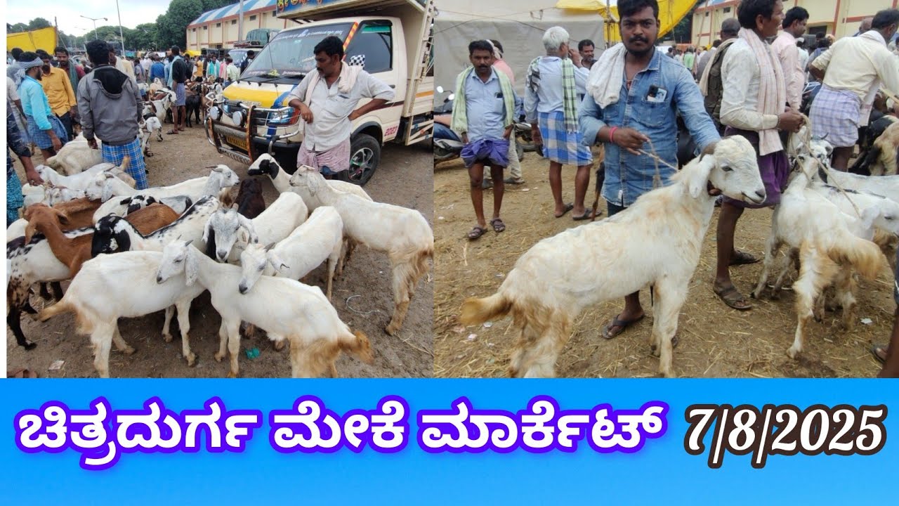 ಚಿತ್ರದುರ್ಗ ಮೇಕೆ ಮಾರ್ಕೆಟ್ Chitradurga Goat Market