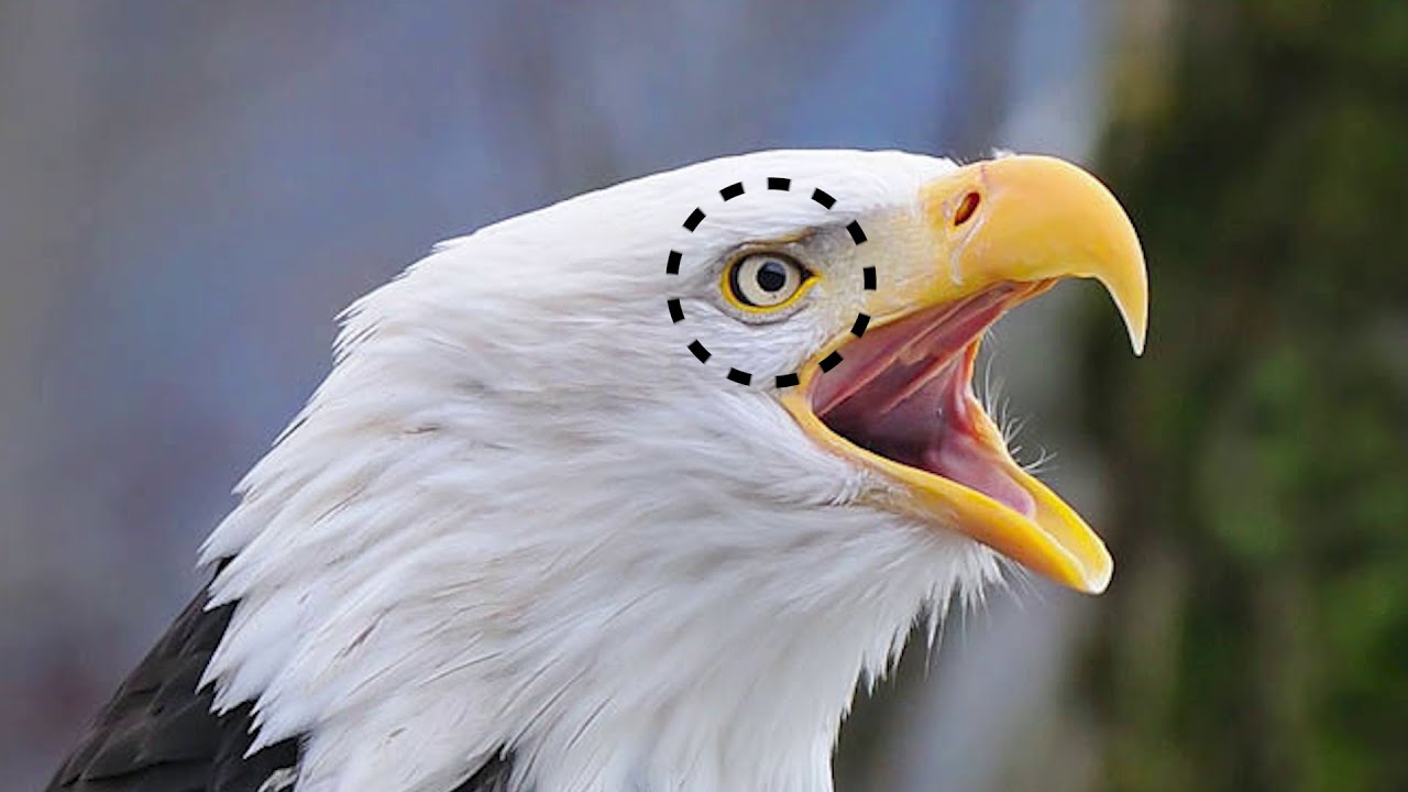 The Most Dangerous Air Predator