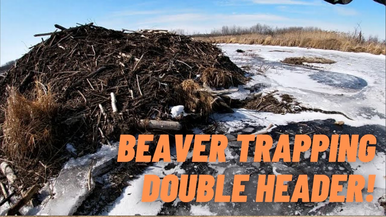 Late Winter BEAVER TRAPPING 2021 In Manitoba Ep.2 | Double!!