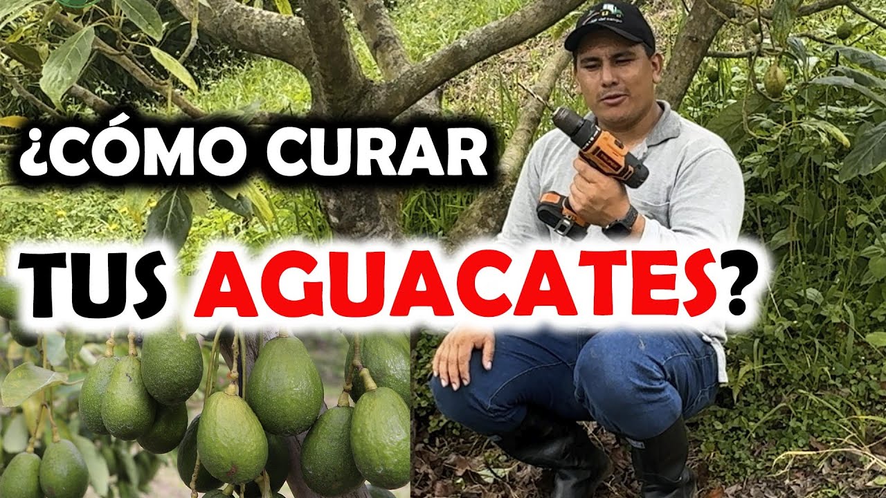 COMO CURAR EL AGUACATE DE PHYTOPHTHORA