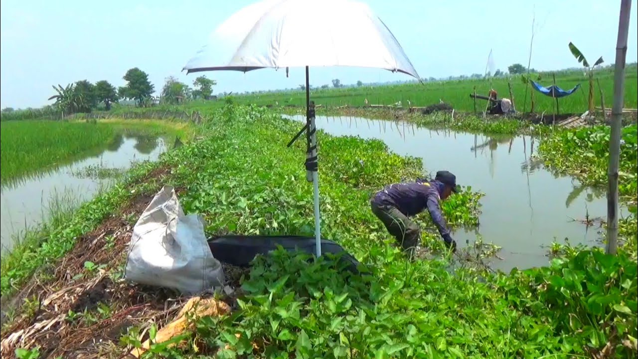 Baru buka sarang...Pemancing ini langsung pesta strike ikan besar bertubi-tubi