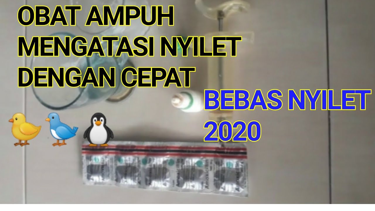 OBAT MENGATASI NYILET PALING AMPUH UNTUK LOVEBIRD