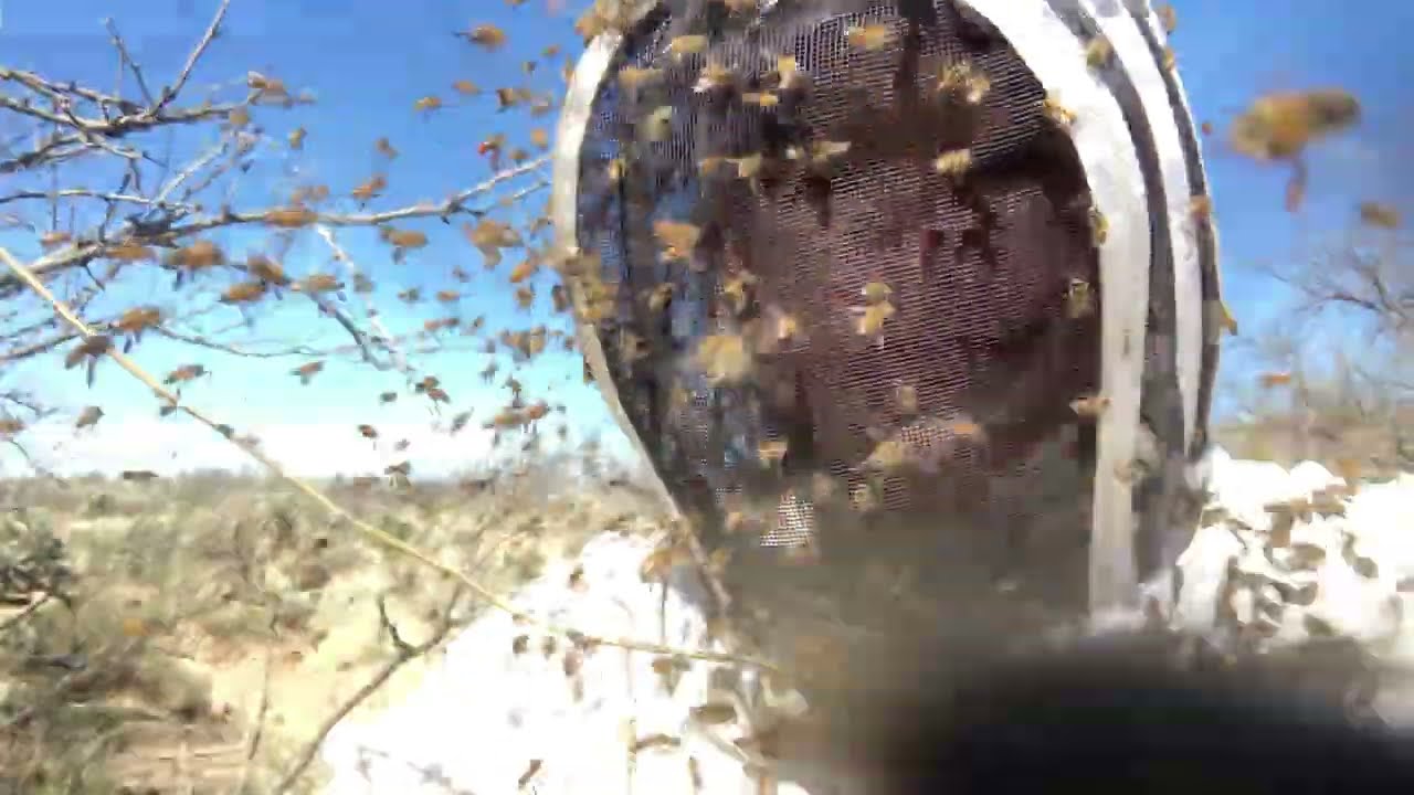 Africanized bees attack (defend) their colony.  Beekeeping, Arizona.