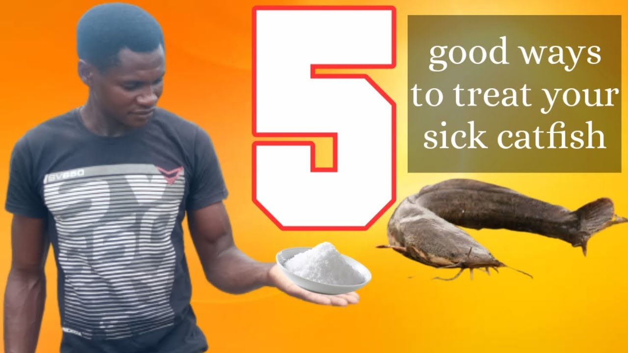 Top 5 good ways to treat affected catfish | How to treat sick catfish