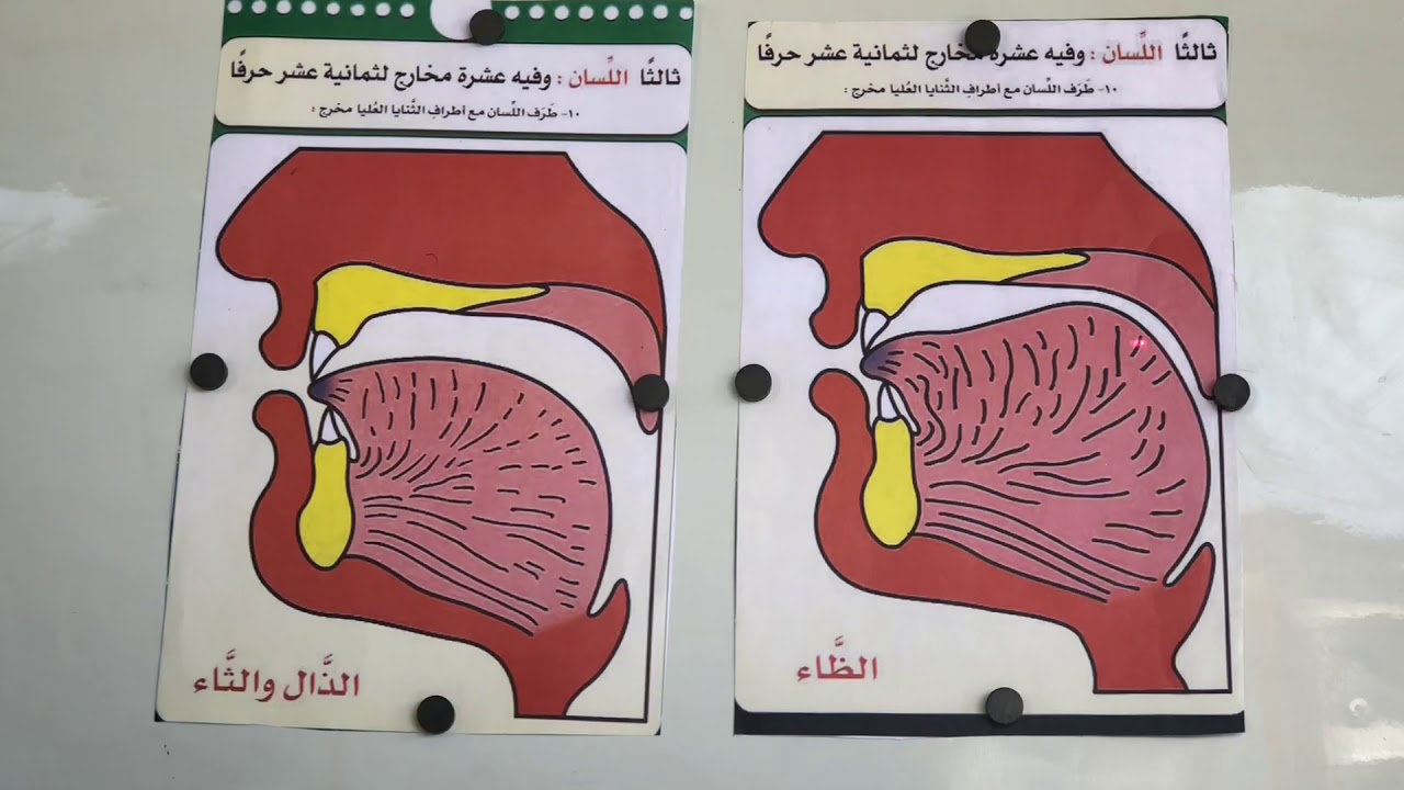 الحروف اللثوية (الظاء والذال والثاء)
