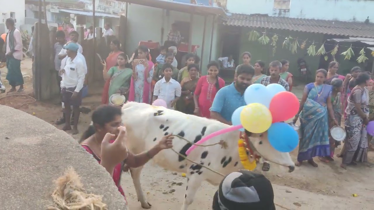 కనుమ సంబరాలు