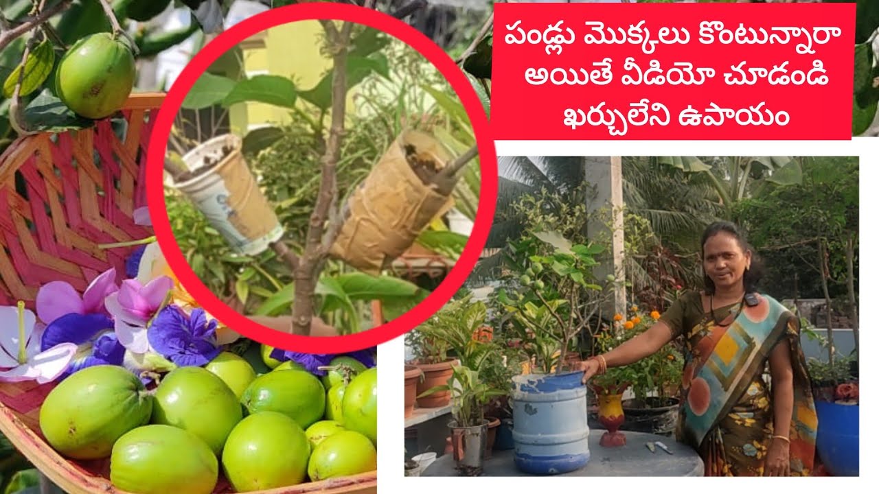 ఒక మొక్క నుంచి మరో మొక్క రెడీ చేయటానికి అంటు కట్టే విధానం#మాబుజ్జితోటఛానల్ #తెలుగుటైలర్