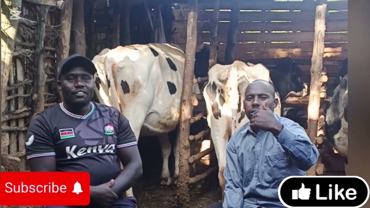 DAIRY FARMING EPISODE 2
