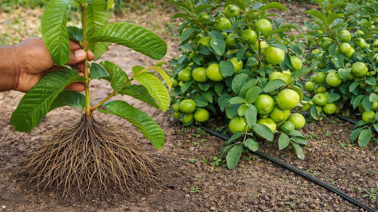 How To Grow Guava Tree Small Cutting with Leaf (100% Success)