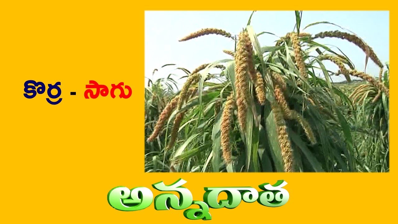 Foxtail Millet | KORRA Cultivation || ETV AnnaData