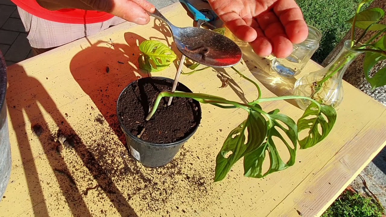 Come rinvasare le talee fatte nell'acqua? Video tutorial