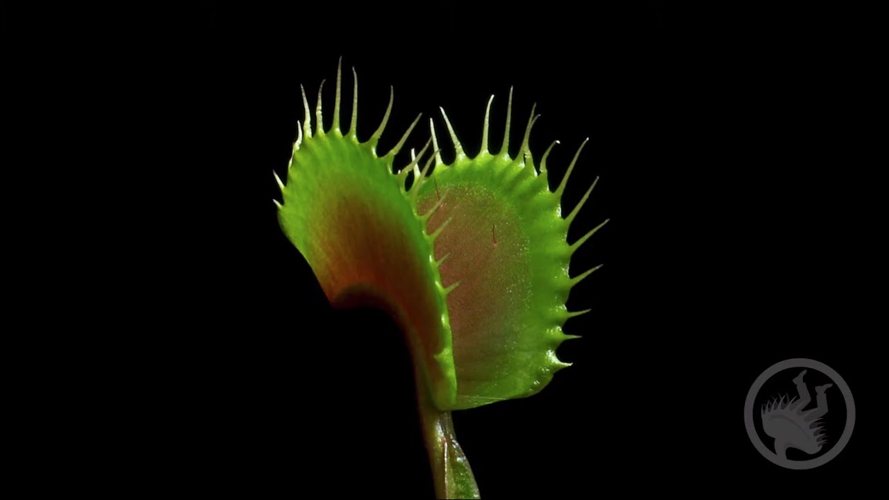 Deadly Plants Killing Bugs - Carnivorous Plant Time-lapse